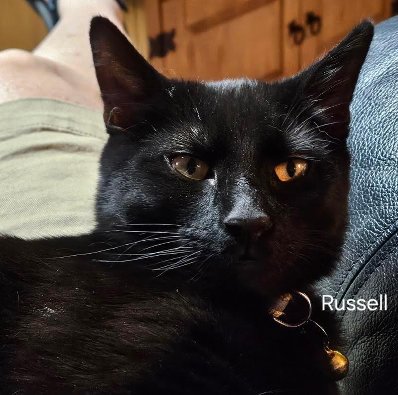 Russell Ferguson, a Adoptable mixed breed in Parkville, MD image 2/4