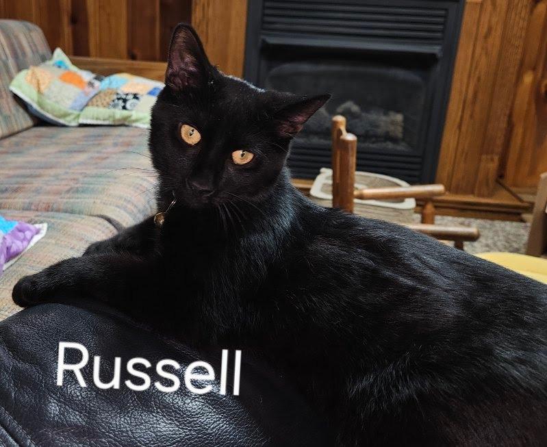 Russell Ferguson, a Adoptable mixed breed in Parkville, MD image 3/4