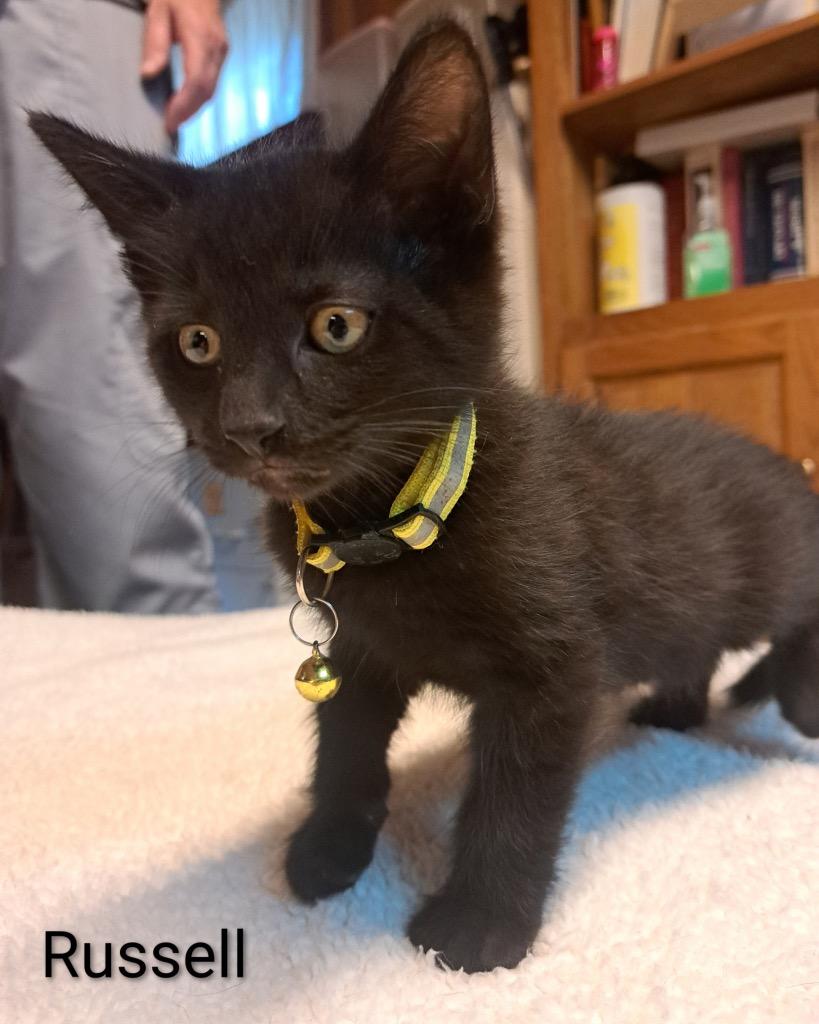 Russell Ferguson, Adoptable, Kitten Male Domestic Short Hair.