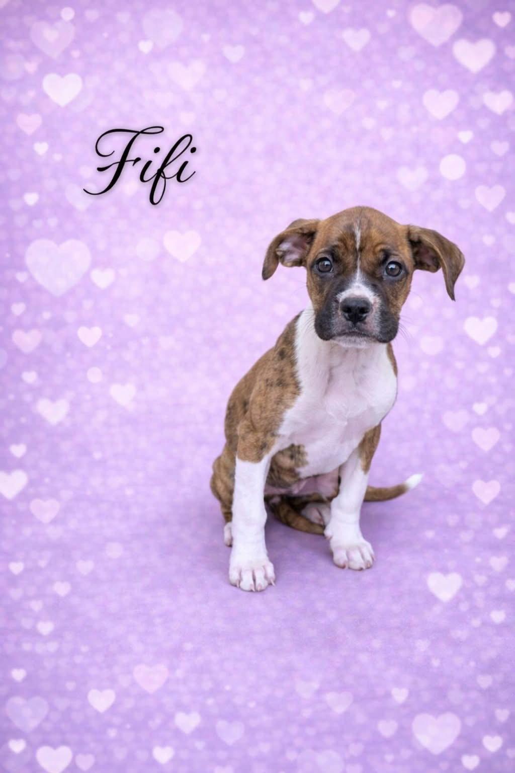 Enlarge Fifi, a Adopted Boxer in Elizabethtown, PA image 1/1