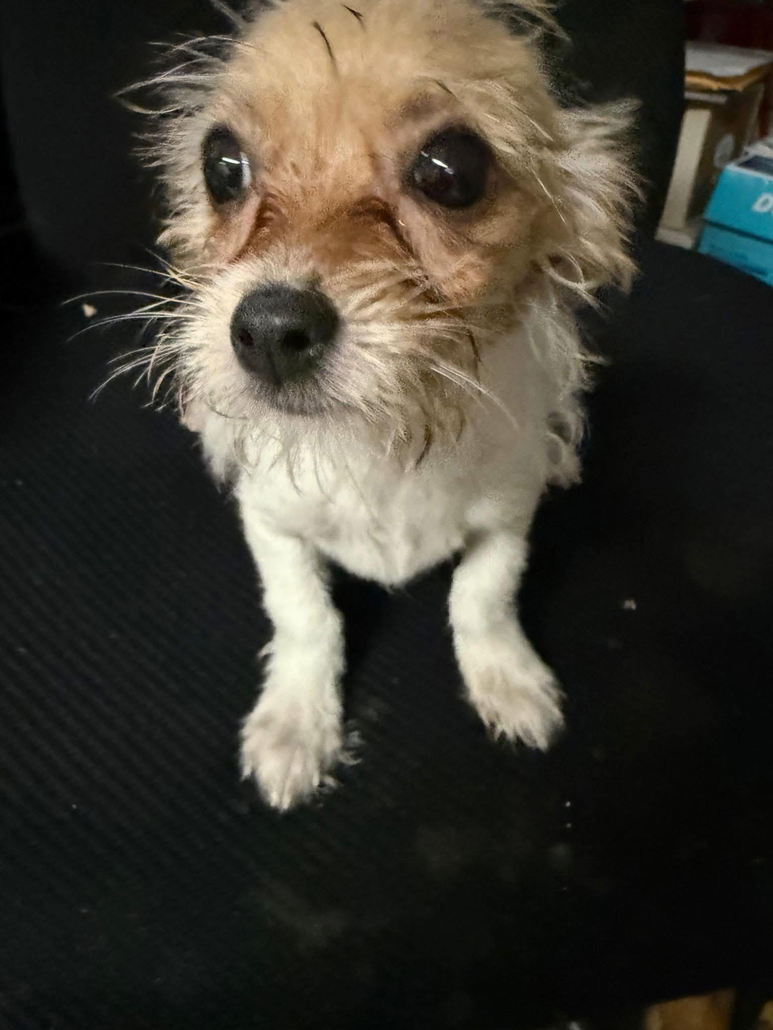 Cherry, adopted, Young Female Terrier & Chihuahua.