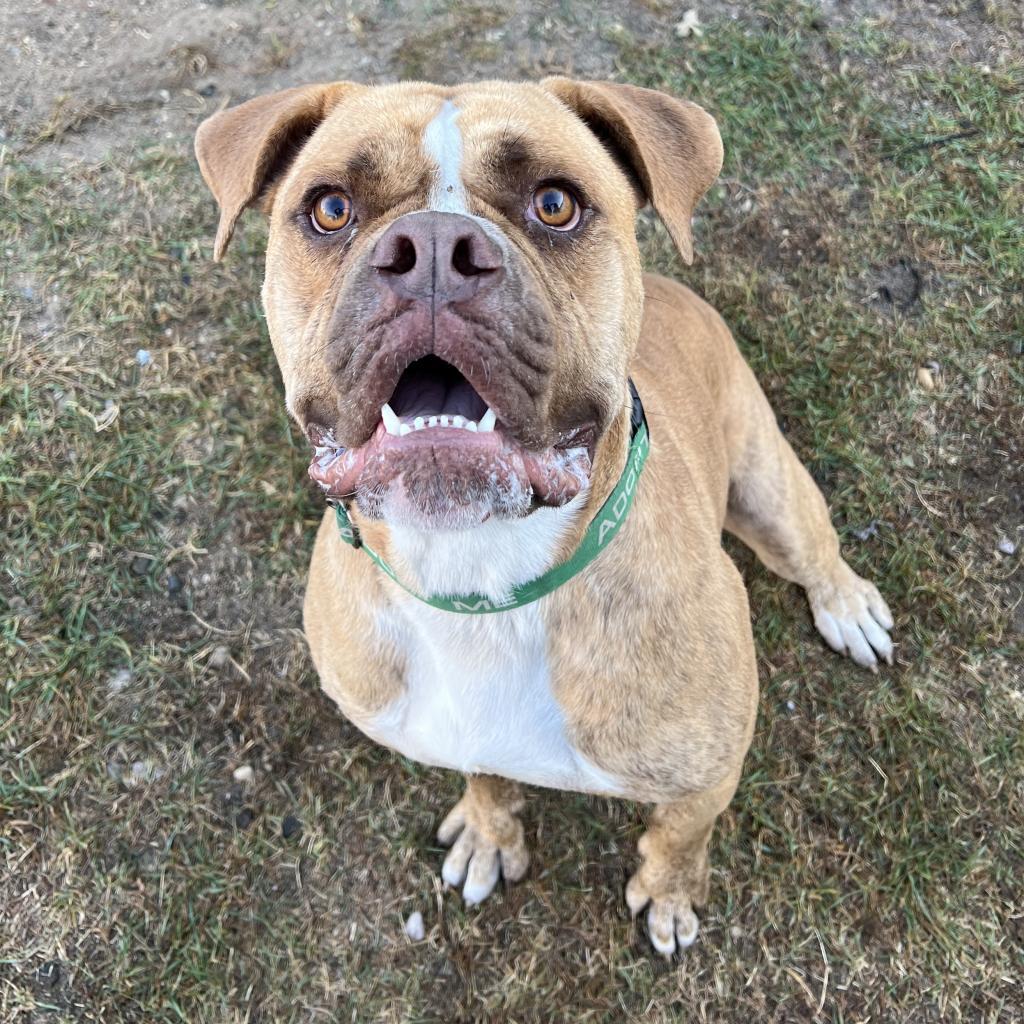 Enlarge Hank, a Adoptable mixed breed in Wadena, MN image 2/6