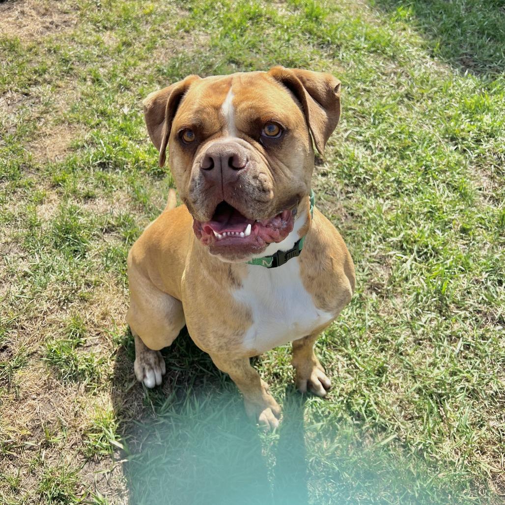 Enlarge Hank, a Adoptable mixed breed in Wadena, MN image 6/6