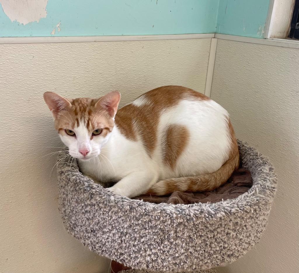 Pharaoh, a Adopted mixed breed in Mena, AR image 1/2