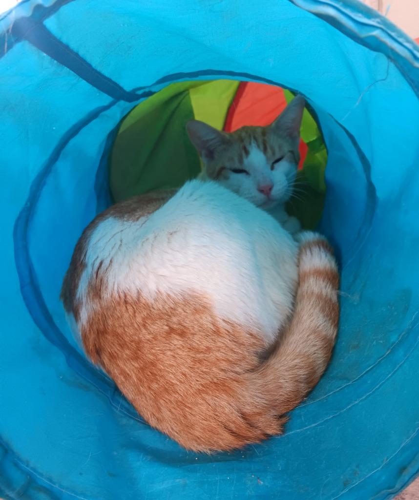 Pharaoh, Adoptable, Adult Male Domestic Short Hair.