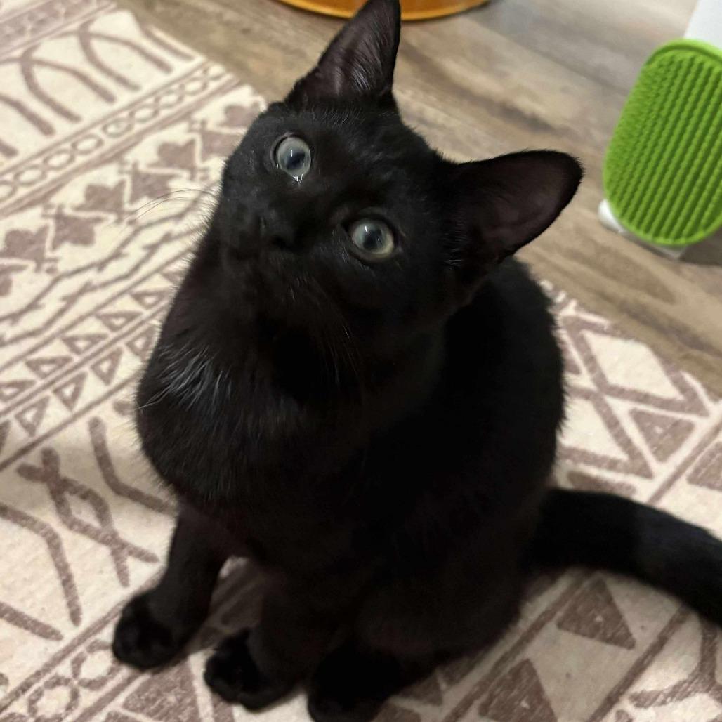 Kerflooey, Adoptable, Kitten Female Domestic Short Hair.