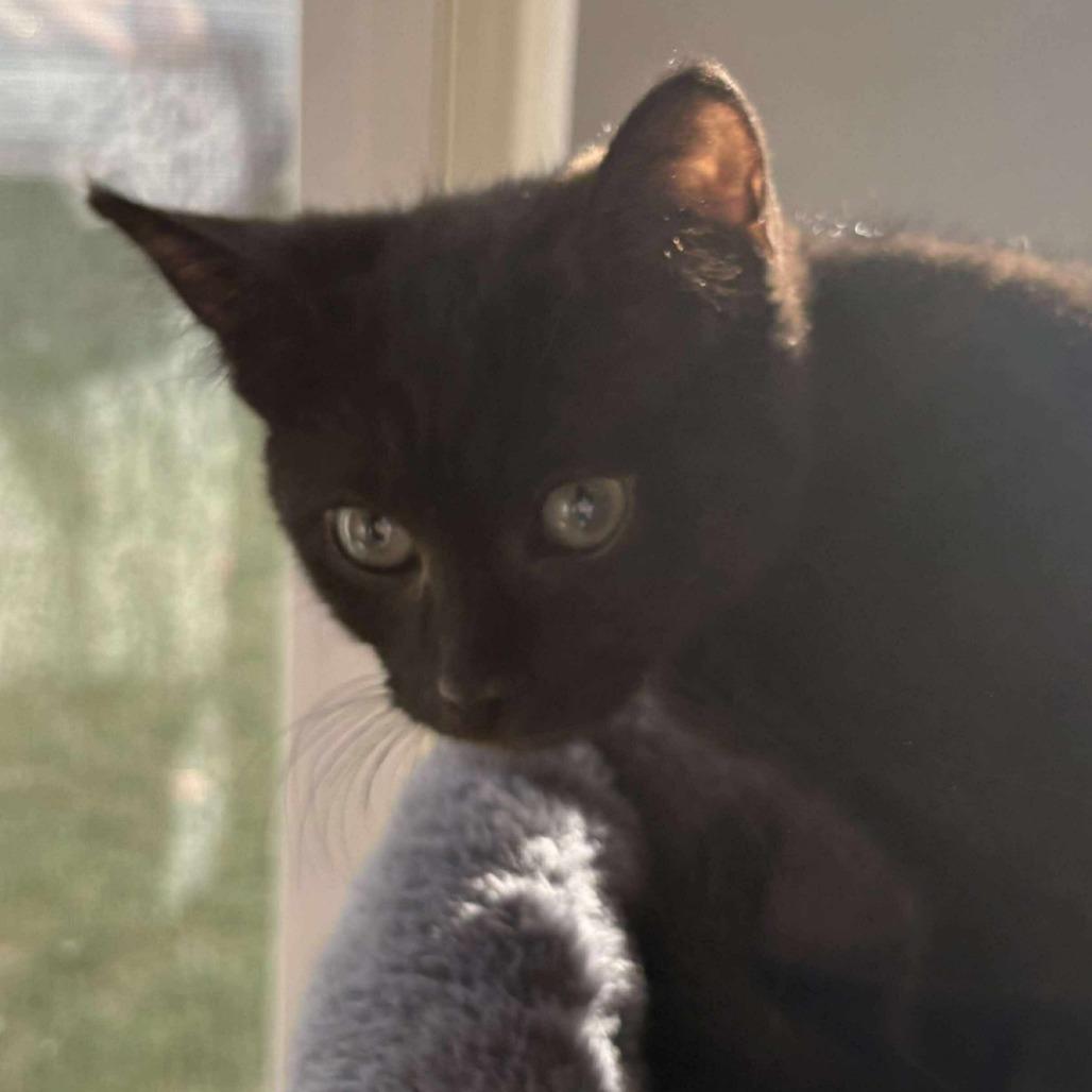 Kerflooey, Adoptable, Kitten Female Domestic Short Hair.