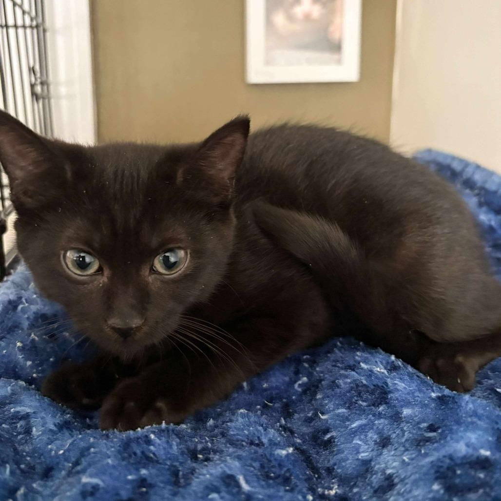 Enlarge Kerflooey, a Adoptable Domestic Short Hair in Winchester, VA image 2/4