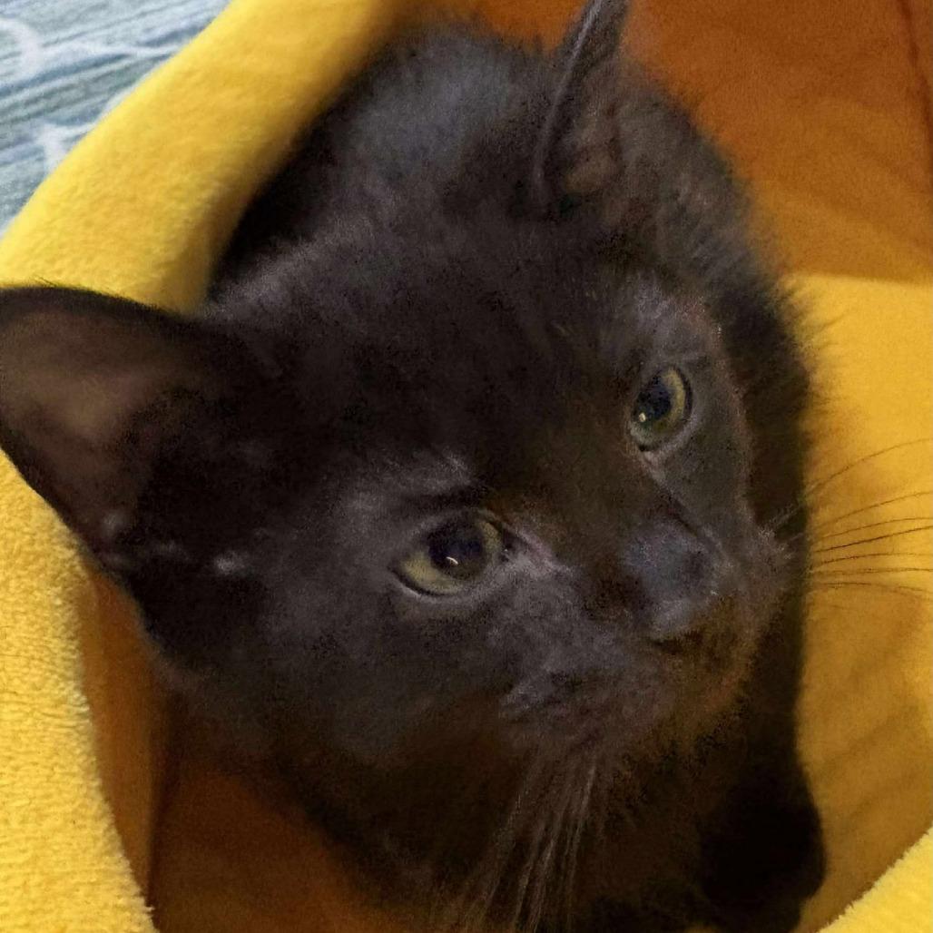 Enlarge Kerflooey, a Adoptable Domestic Short Hair in Winchester, VA image 3/4