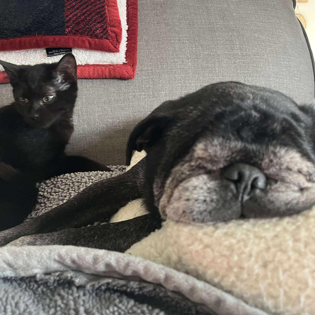 Enlarge Kerflooey, a Adoptable Domestic Short Hair in Winchester, VA image 4/4