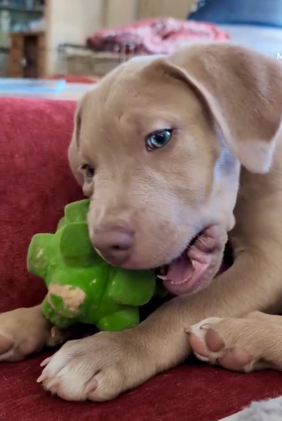 Enlarge Lyon, an adopted mixed breed in Charlotte , NC image 4/5