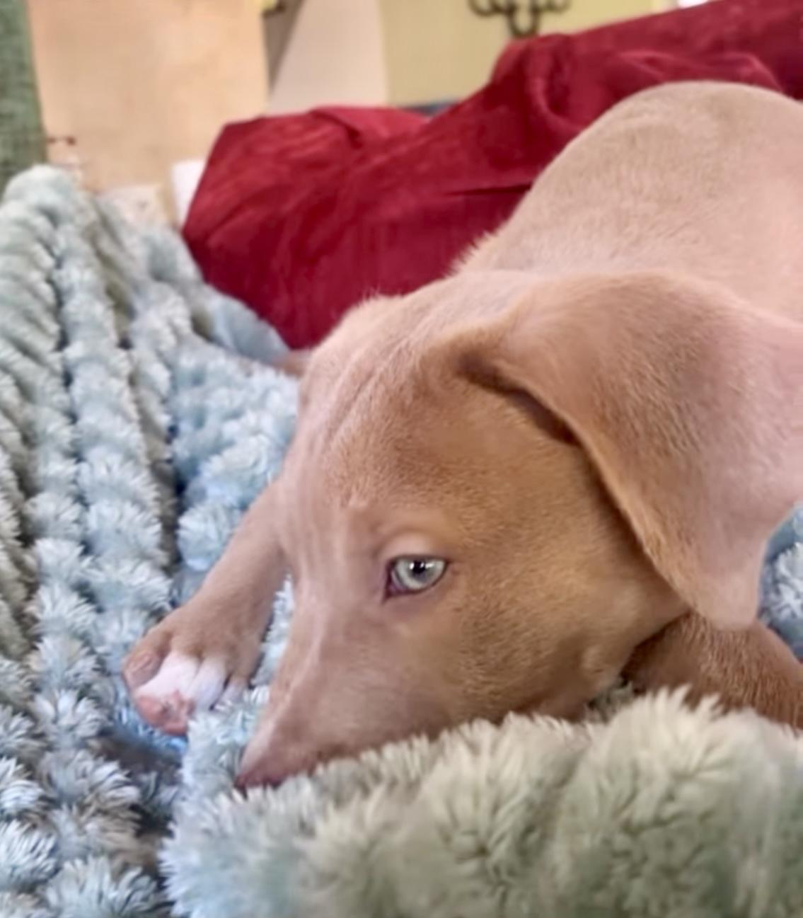 Enlarge Lyon, an adopted mixed breed in Charlotte , NC image 3/5