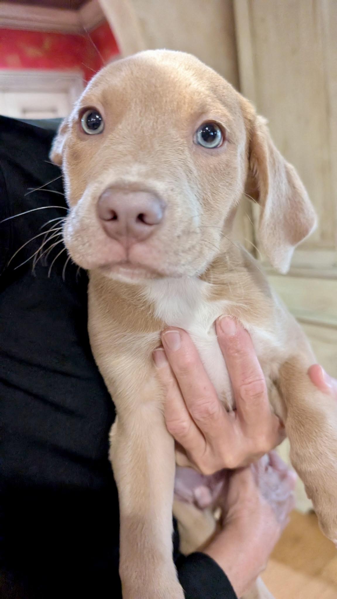 Enlarge Lyon, an adopted mixed breed in Charlotte , NC image 2/5