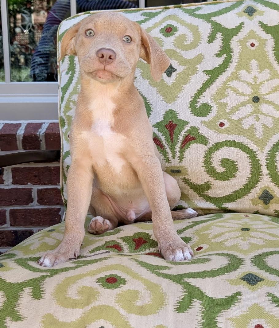 Enlarge Lyon, an adopted mixed breed in Charlotte , NC image 5/5