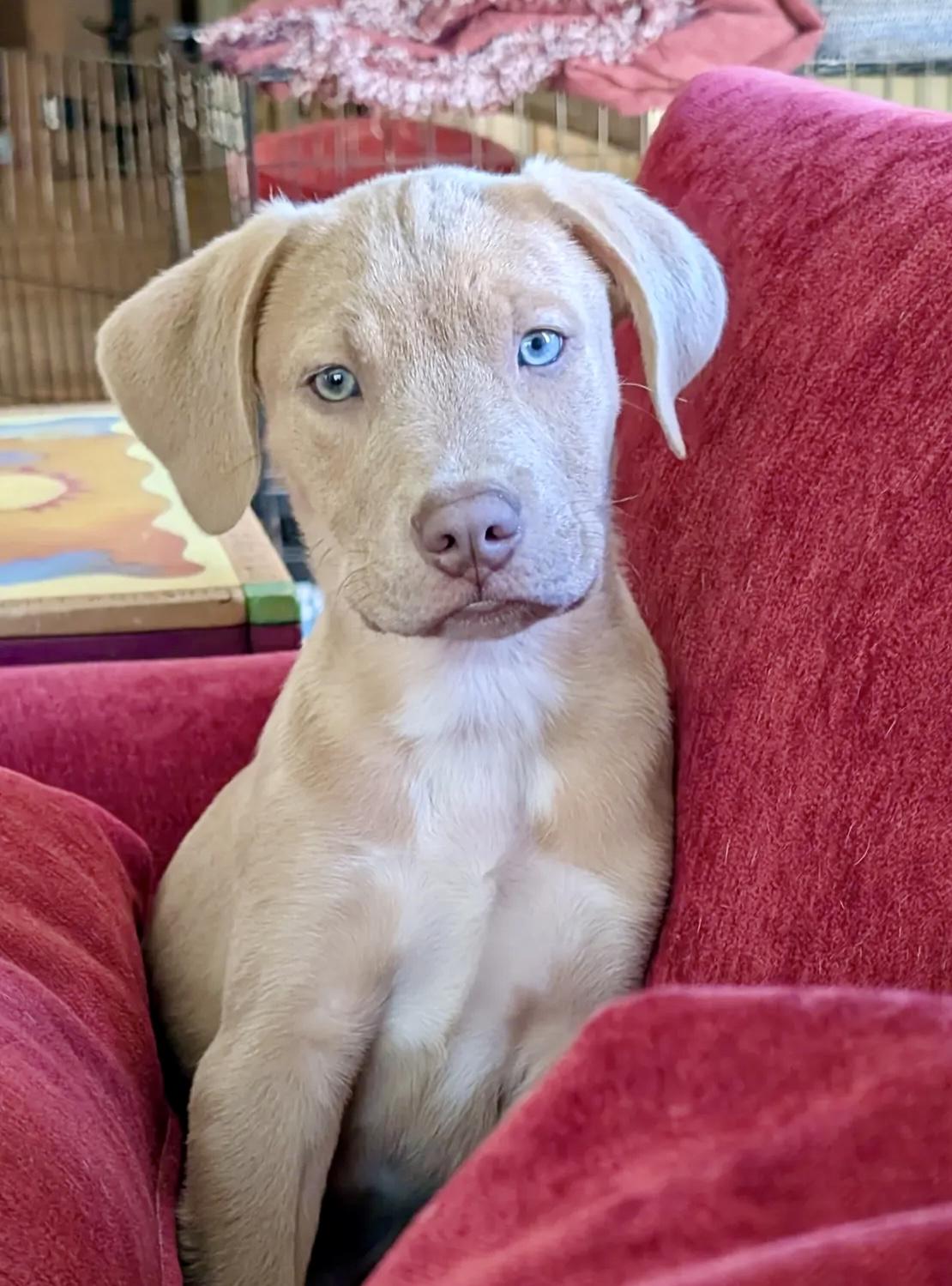 Enlarge Lyon, an adopted mixed breed in Charlotte , NC image 1/5