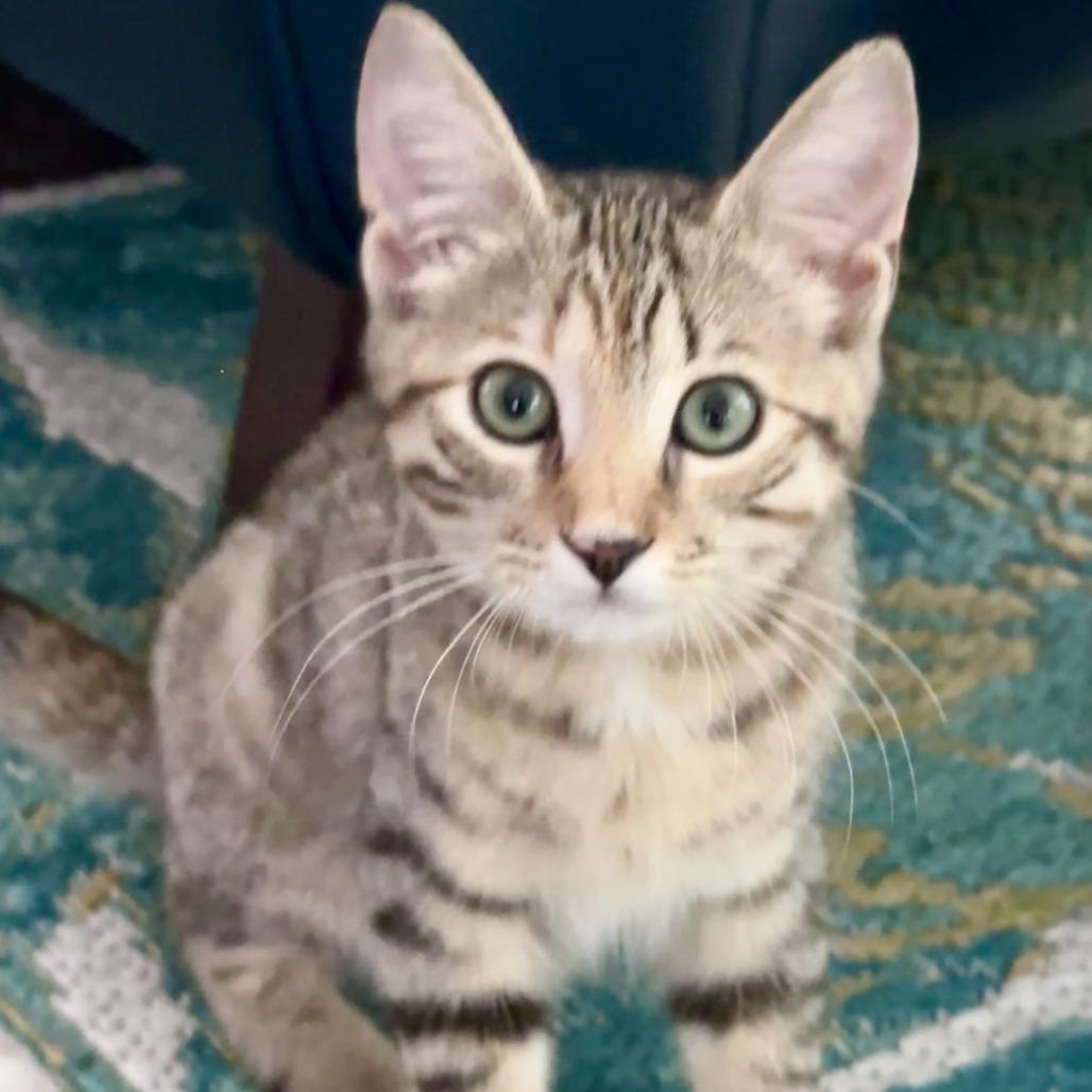 Marcella, Adoptable, Kitten Female Domestic Short Hair.
