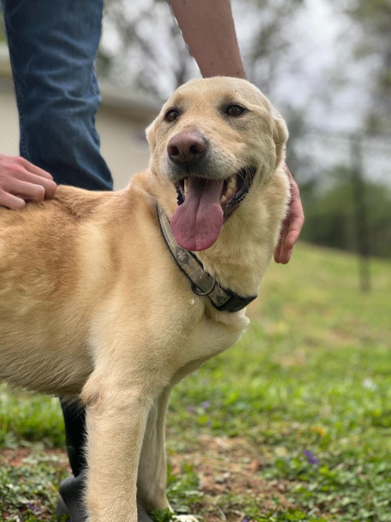 Enlarge JAIME, a Adoptable mixed breed in Athens, AL image 1/6