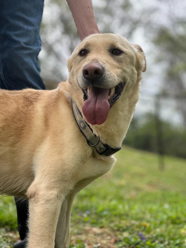 Enlarge JAIME, a Adoptable mixed breed in Athens, AL image 2/6