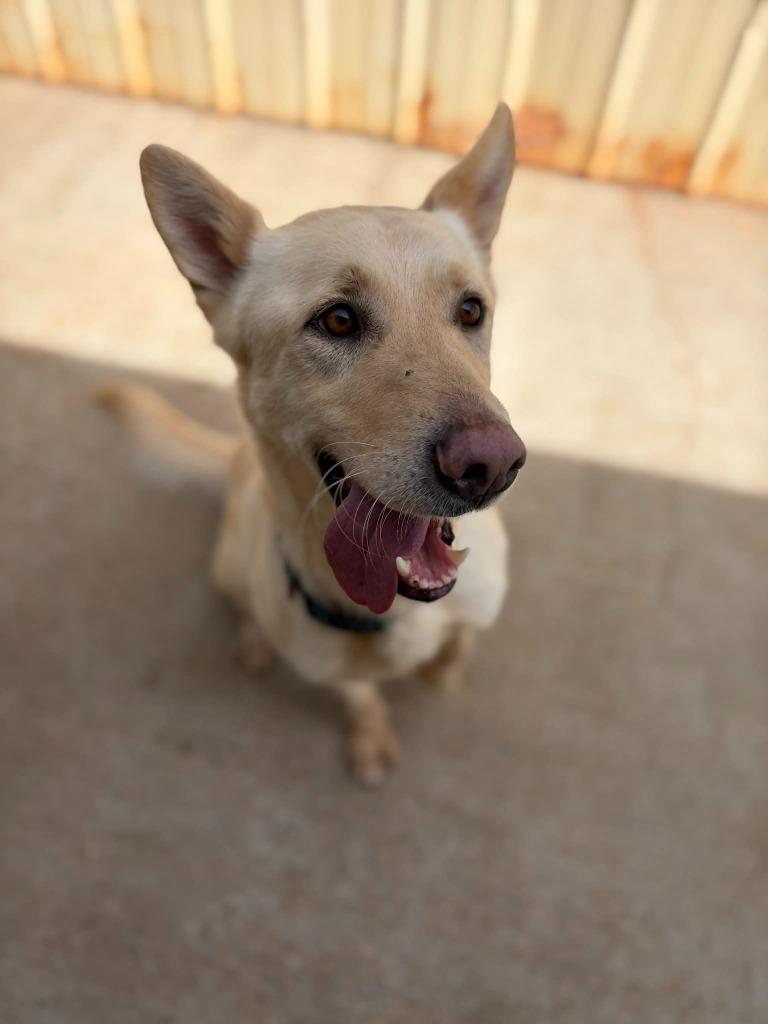 Enlarge JAIME, a Adoptable mixed breed in Athens, AL image 3/6