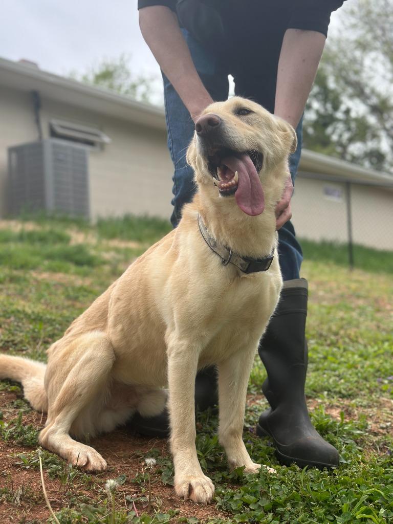 Enlarge JAIME, a Adoptable mixed breed in Athens, AL image 4/6