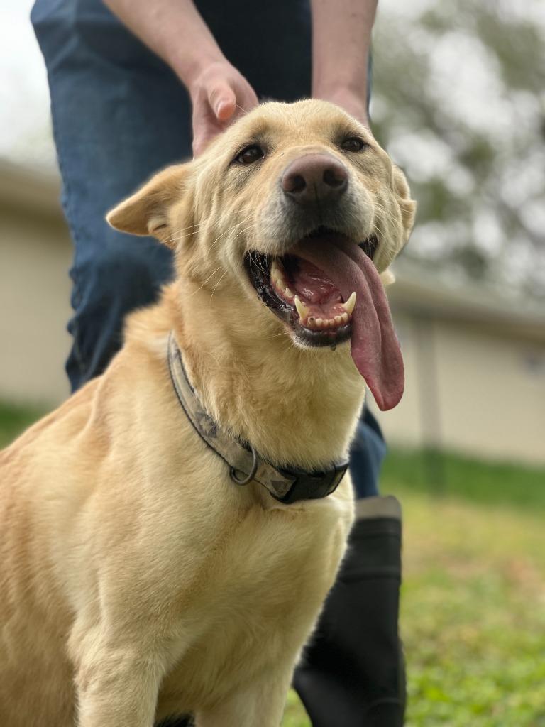 Enlarge JAIME, a Adoptable mixed breed in Athens, AL image 5/6