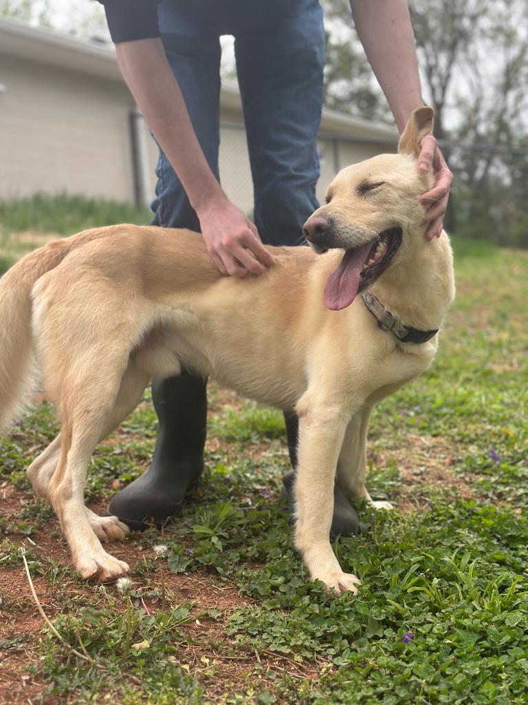 Enlarge JAIME, a Adoptable mixed breed in Athens, AL image 6/6