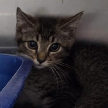 Trouble, ADOPTABLE, Kitten Male Domestic Short Hair.