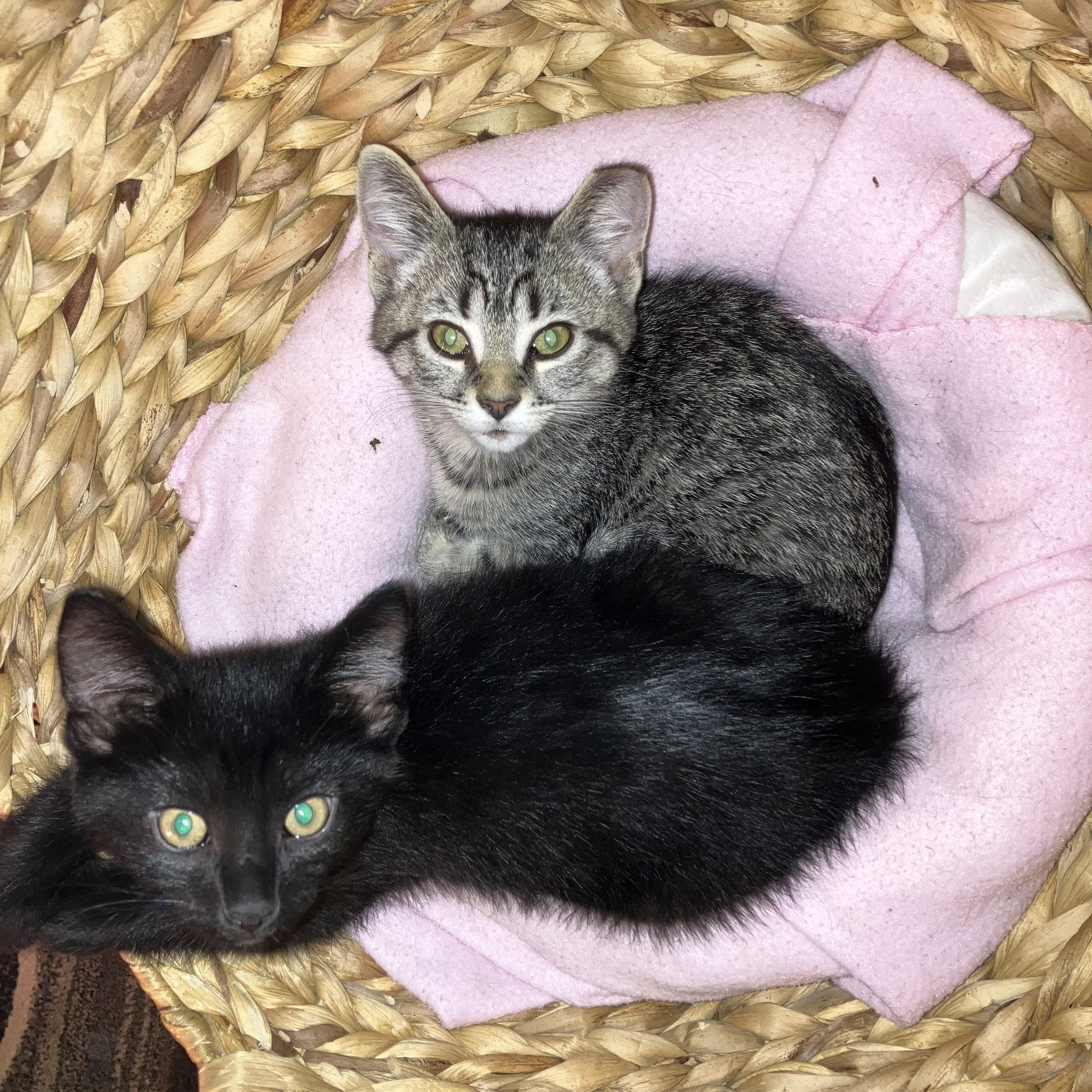 Carmela, a Adoptable Domestic Short Hair in Independence, OH image 1/4