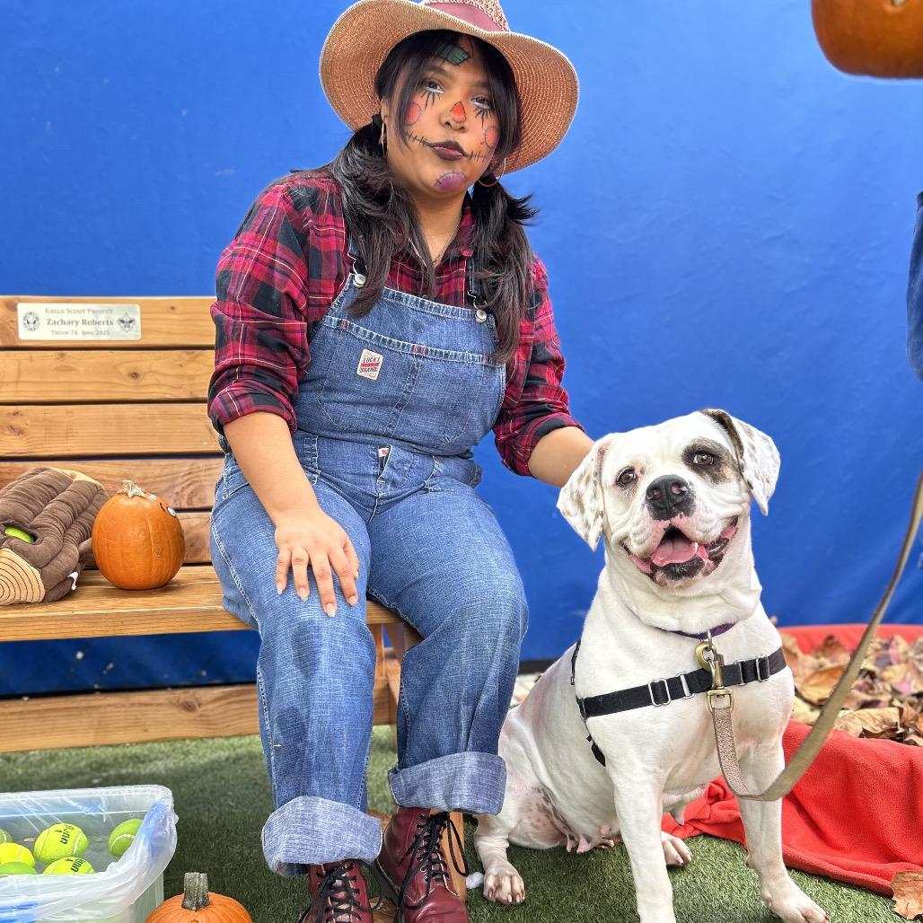 Marianne, Adoptable, Adult Female American Bulldog.