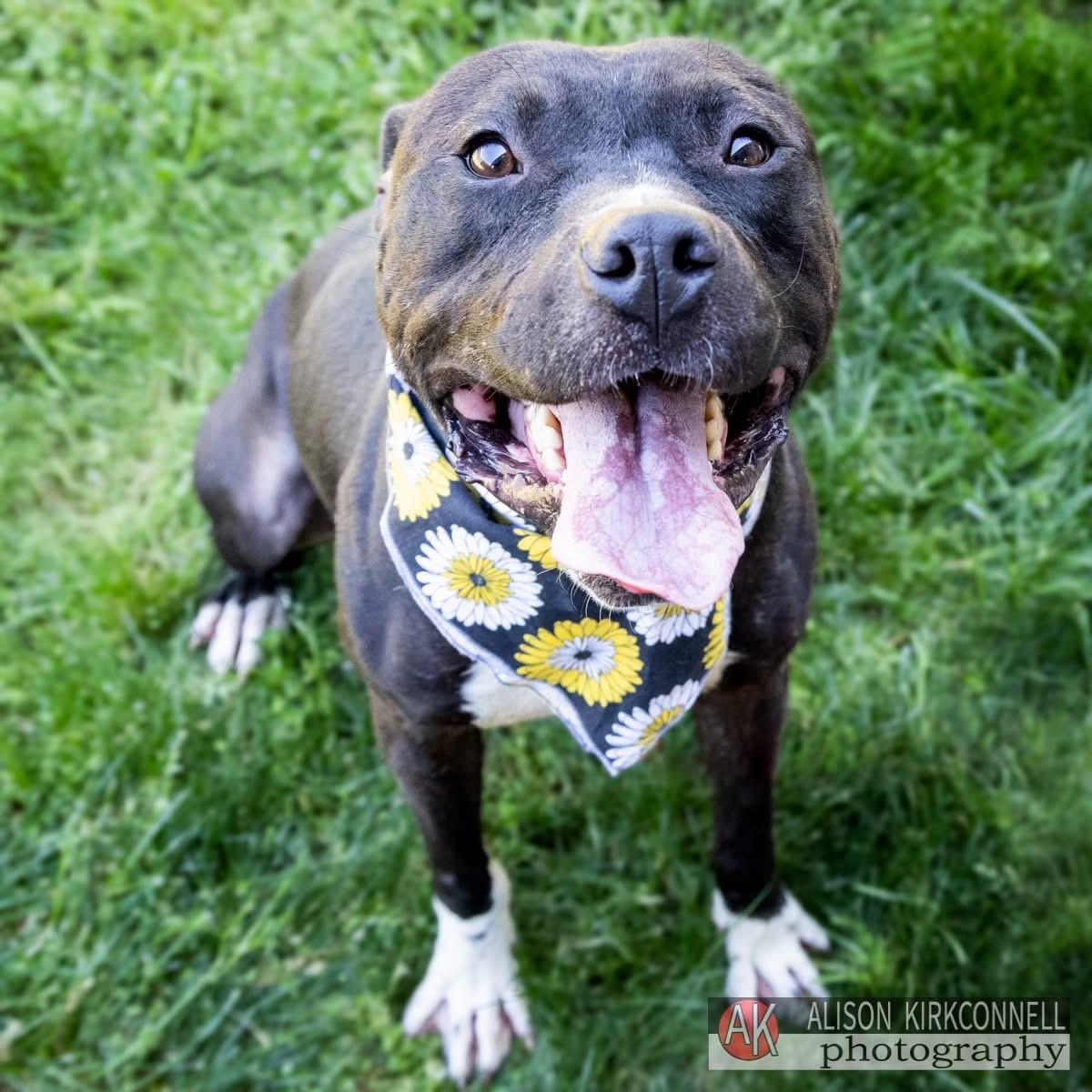 Trent, ADOPTABLE, Adult Male Terrier.