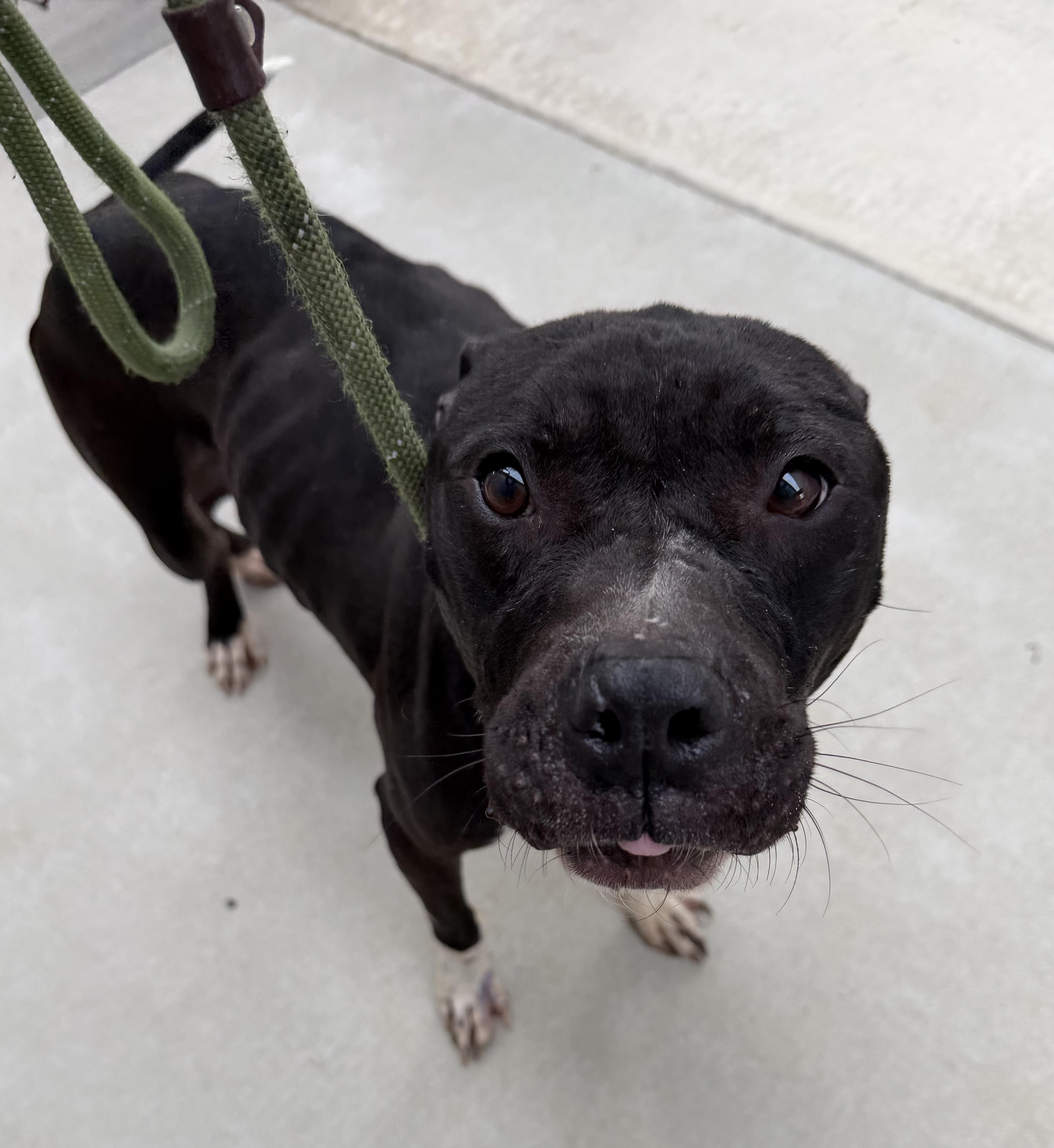 Trent, ADOPTABLE, Adult Male Terrier.