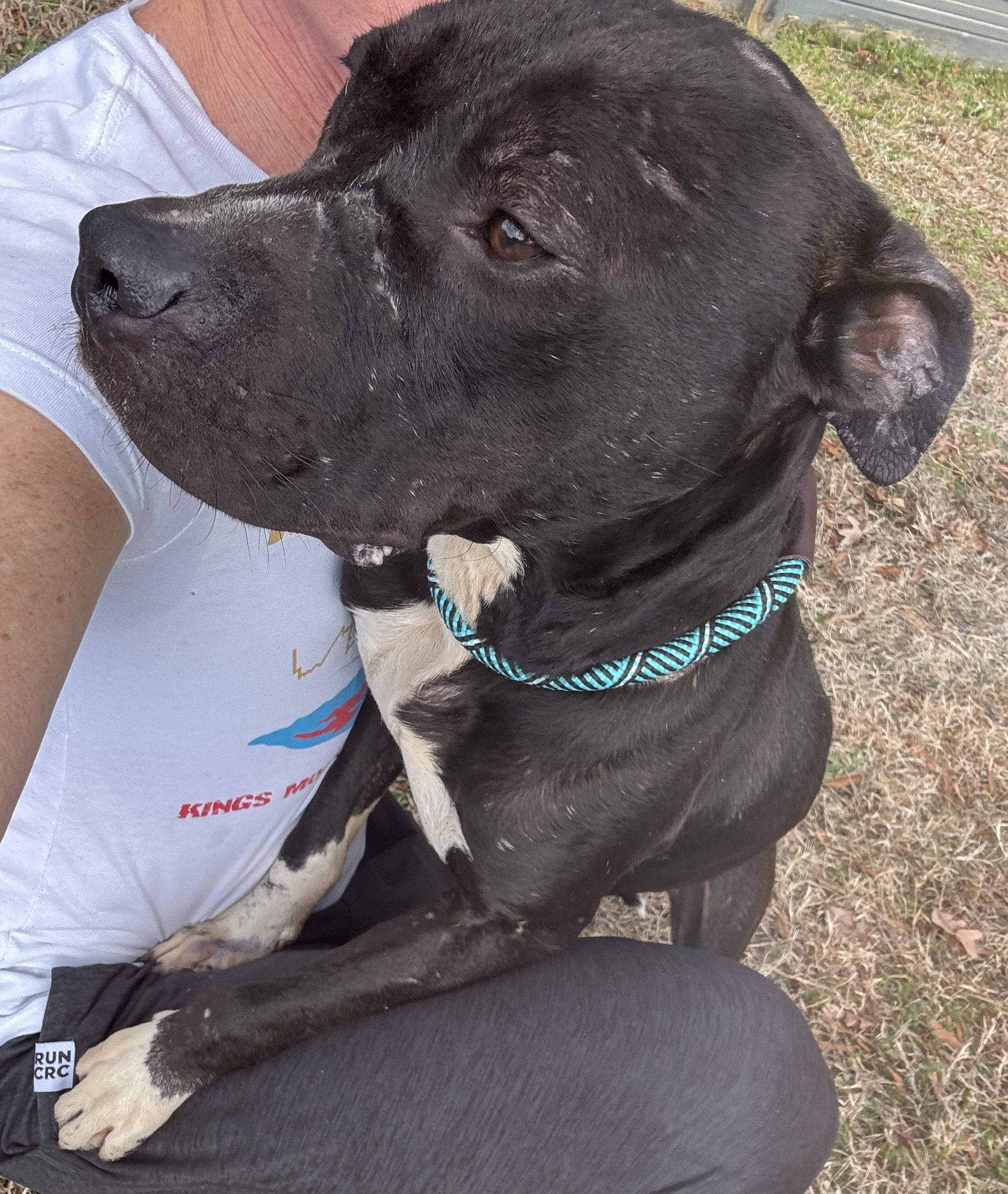 Enlarge Trent, a ADOPTABLE mixed breed in Lancaster, SC image 3/3