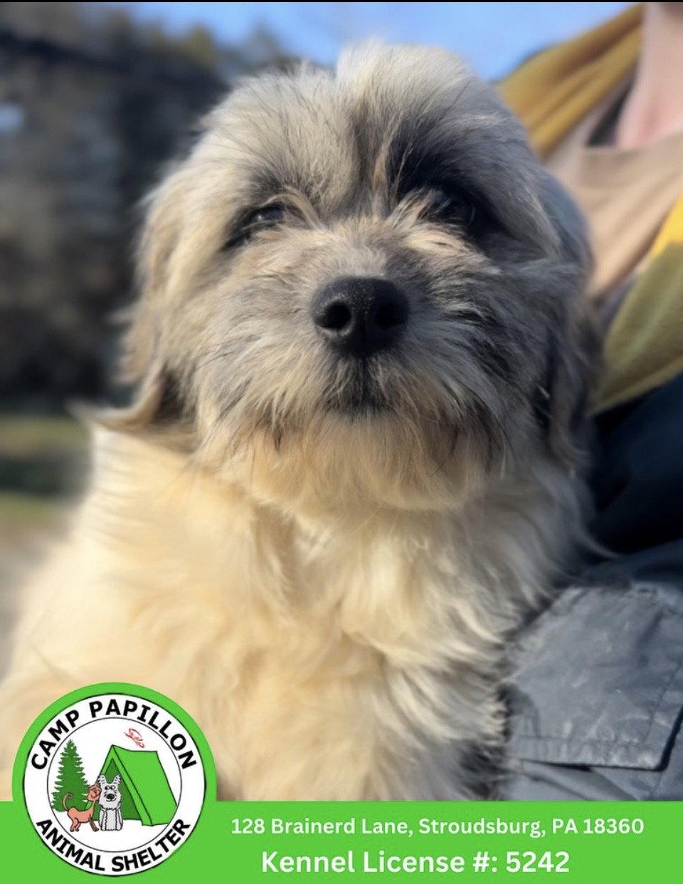 Enlarge Sasha, a Adoptable Shih Tzu in Stroudsburg, PA image 1/1