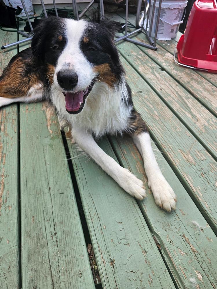 Fireweed, Adoptable, Young Male Border Collie.