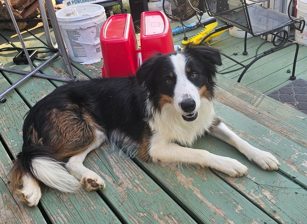 Fireweed, a Adoptable Border Collie in Troy, VA image 2/2