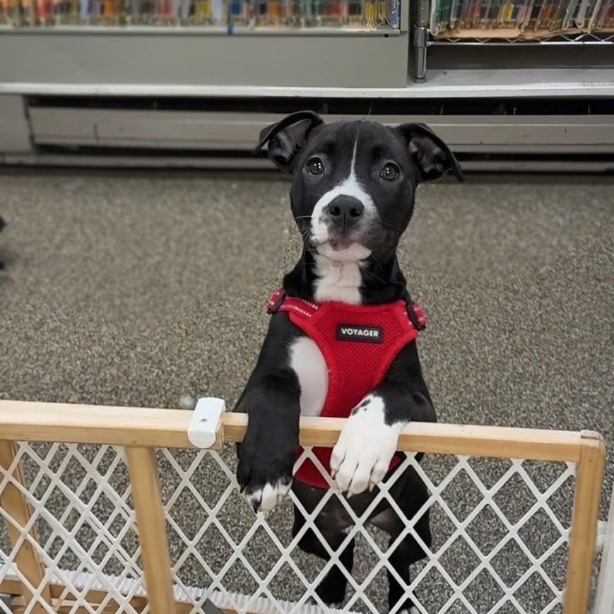 Briar, adopted, Puppy Female Pit Bull Terrier.