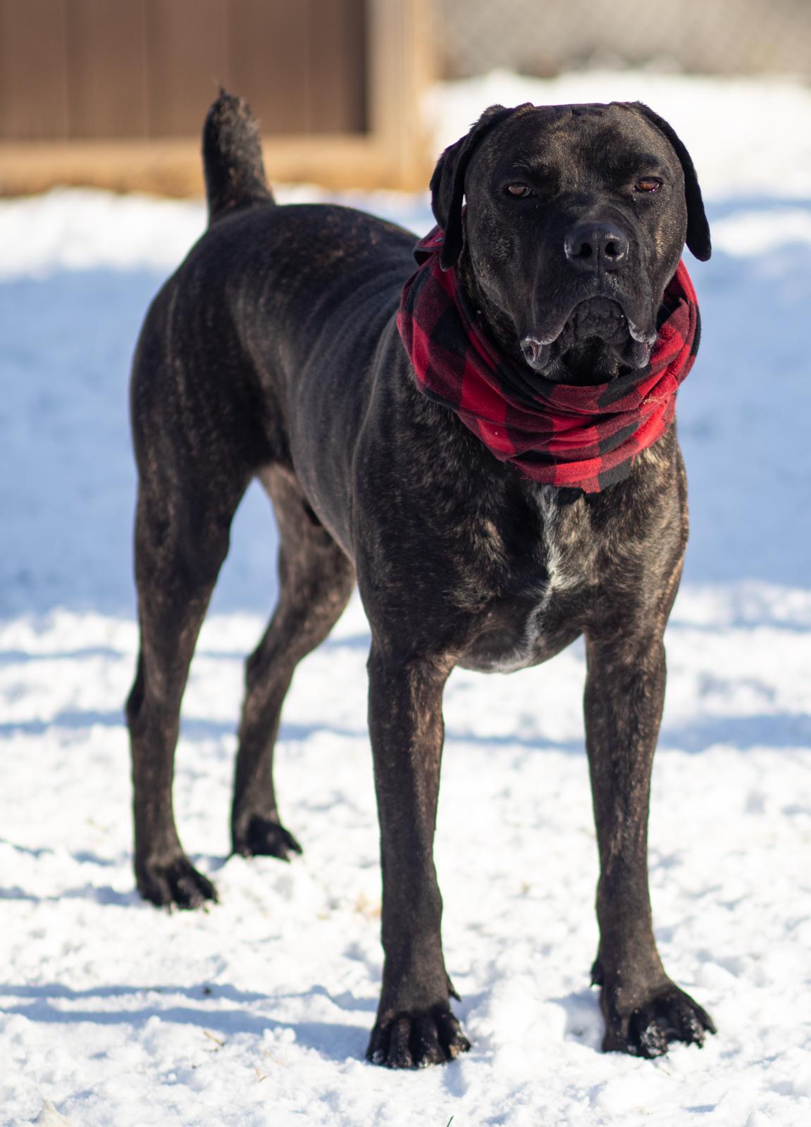 Frankie, an adopted mixed breed in Roachdale, IN image 2/6
