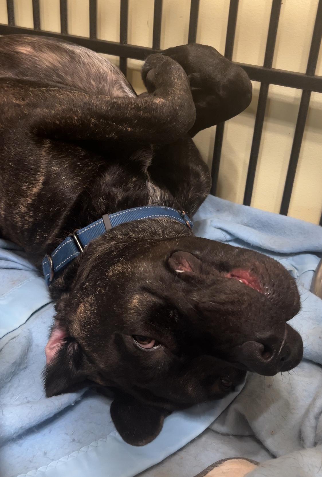 Frankie, adopted, Young Male Neapolitan Mastiff & Cane Corso.