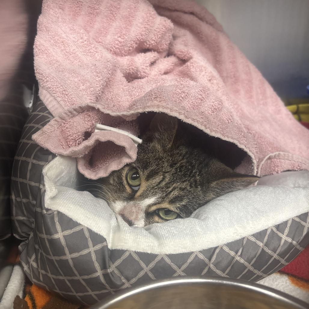 Enlarge Twinkle Toes, a Adoptable Domestic Short Hair in Canastota, NY image 1/3