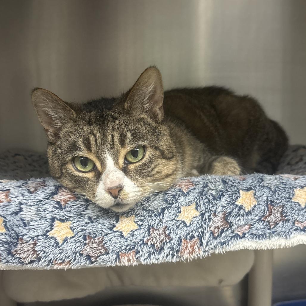 Enlarge Twinkle Toes, a Adoptable Domestic Short Hair in Canastota, NY image 2/3