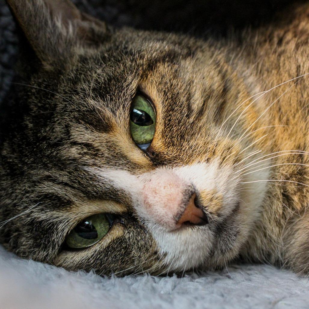 Enlarge Twinkle Toes, a Adoptable Domestic Short Hair in Canastota, NY image 3/3