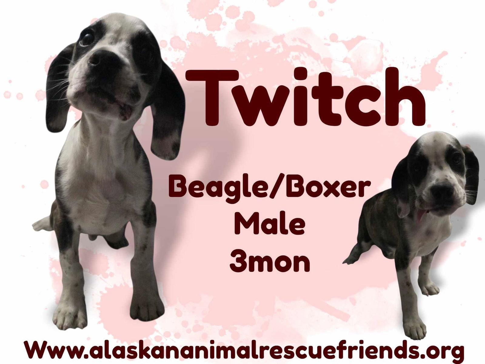 Twitch, Adoptable, Puppy Male Beagle & Boxer.