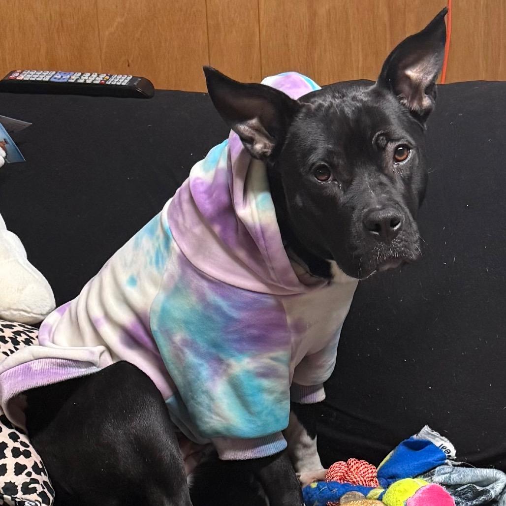 Monroe, Adoptable, Adult Female Staffordshire Bull Terrier & Mixed Breed.