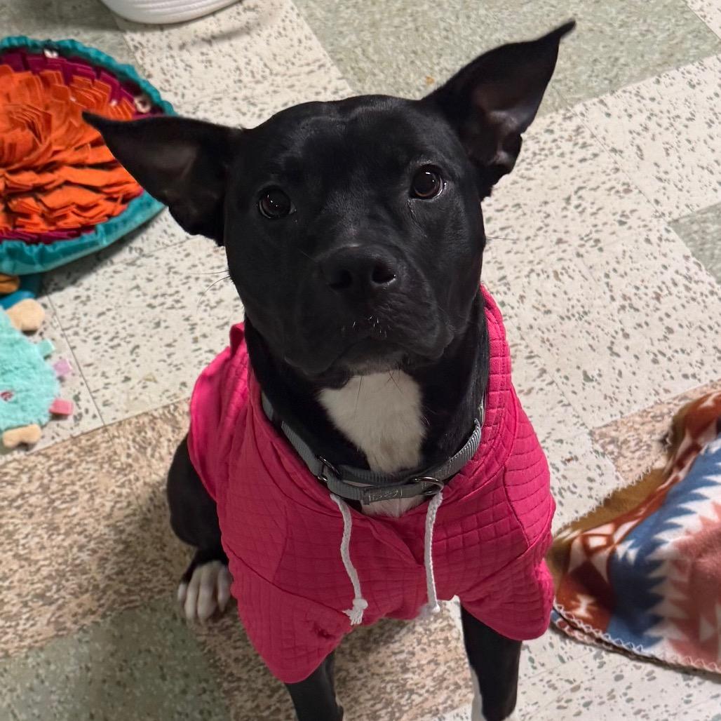 Monroe, Adoptable, Adult Female Staffordshire Bull Terrier & Mixed Breed.