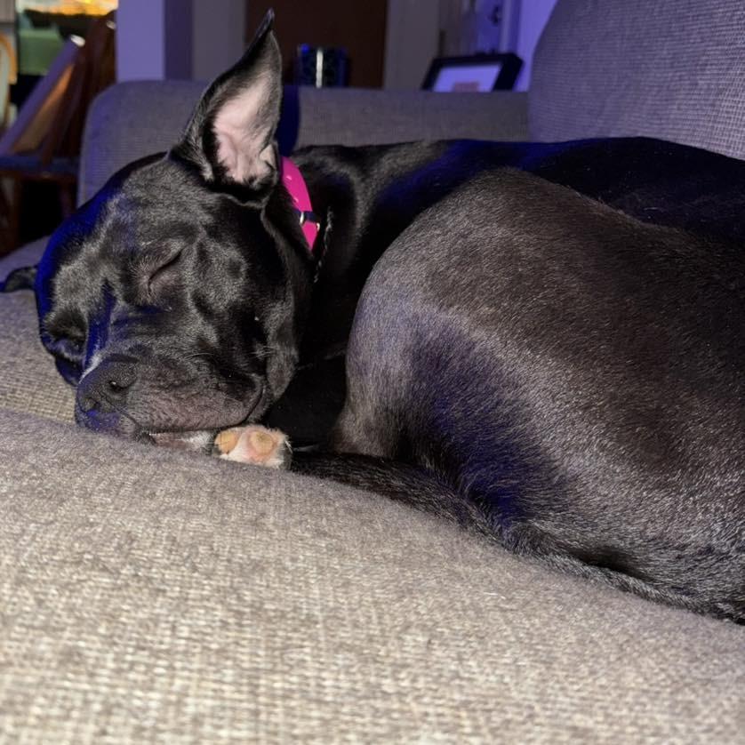 Enlarge Monroe, a Adoptable mixed breed in Northville, MI image 2/6