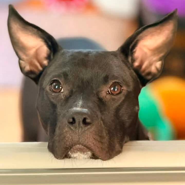 Enlarge Monroe, a Adoptable mixed breed in Northville, MI image 2/6