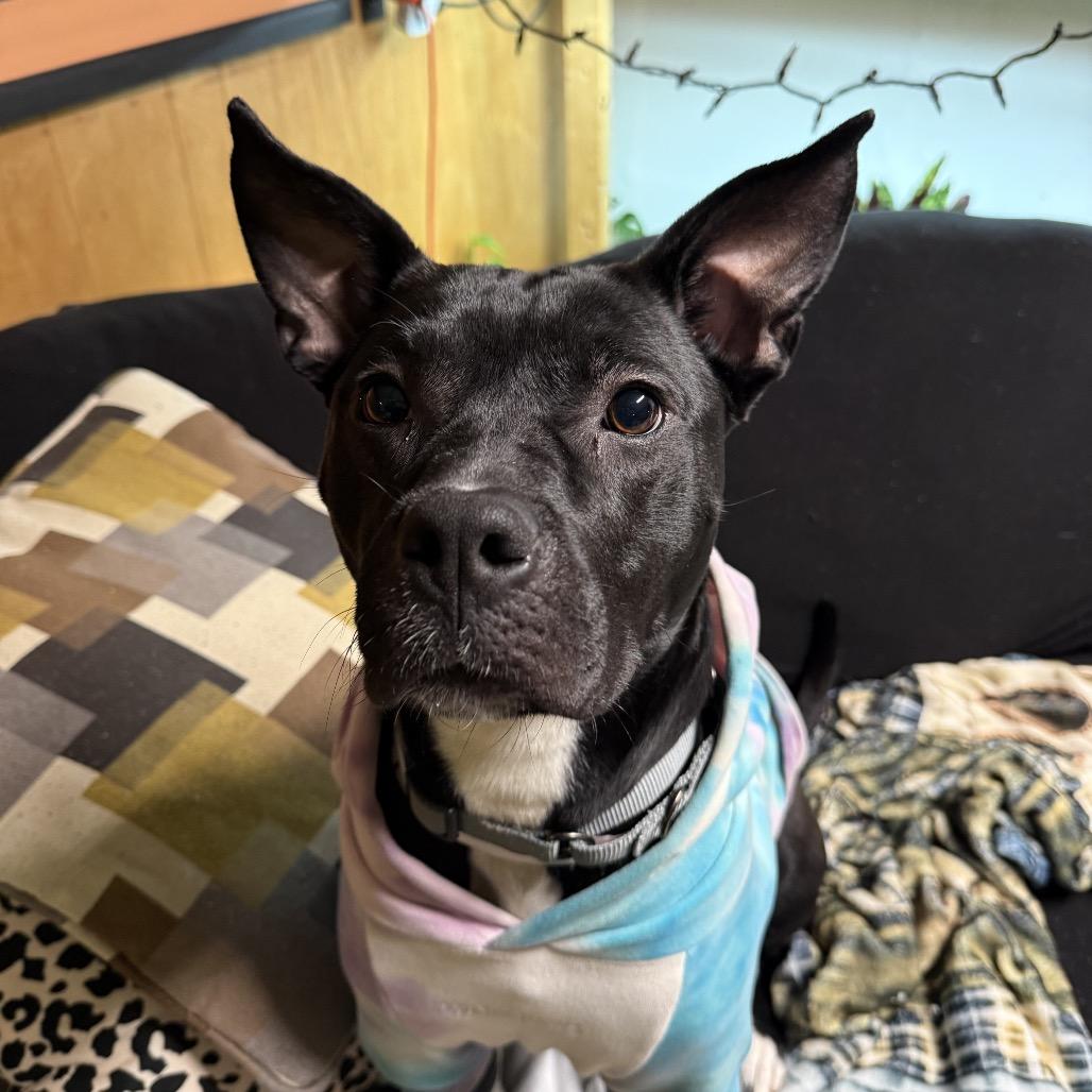 Enlarge Monroe, a Adoptable mixed breed in Northville, MI image 4/6