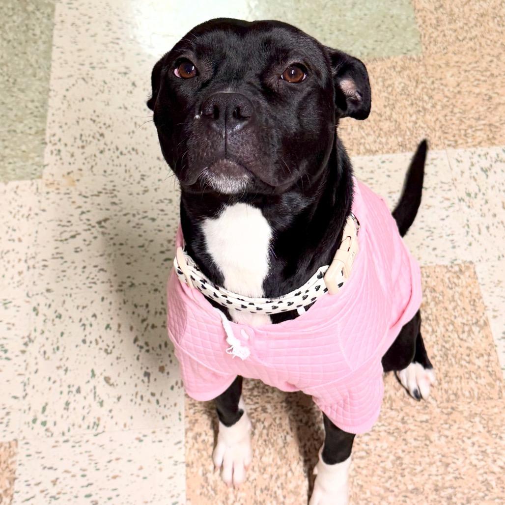 Enlarge Monroe, a Adoptable mixed breed in Northville, MI image 5/6