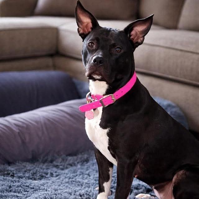 Enlarge Monroe, a Adoptable mixed breed in Northville, MI image 6/6