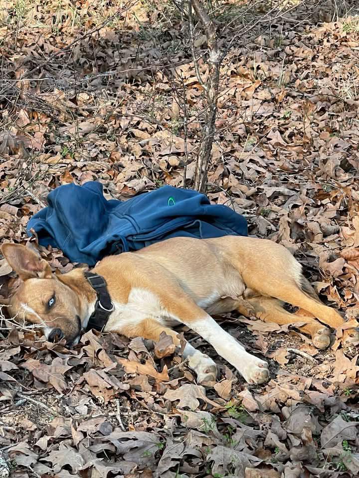 Slate, Adoptable, Young Male Hound & Pointer.